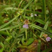 Impatiens oppositifolia L.